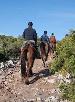 Grootbos Horseback Riding