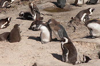 Pinguins Boulders Beach